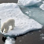 Tiere: Erster Eisbär auf Island seit 2016 – von Polizei erschossen