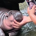 Hype um Tierbaby in Thailand: Ein Zwerghippo geht viral – Wie Moo Deng zum It-Girl wurde