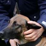 Eskalierte Ruhestörung: Partygäste gehen Polizisten an – Hund entschärft Situation