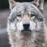 Neuer Fall im Nordschwarzwald: Wolf „GW852m“ reißt erneut mehrere Schafe