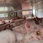 Tiere: Kontrolle stoppt völlig überladenen Schweinetransporter