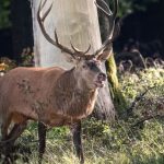 Meisterschaften: Gesucht: Bester Hirschrufer in Norddeutschland