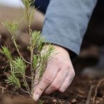 Landesforsten: 130 Millionen Euro für Wiederaufforstung und Waldumbau