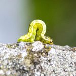 Nimmersatte Raupen: Warum Sie Ihre Obstbäume im Herbst vor dem Frostspanner schützen sollten