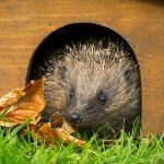 Sicherer Unterschlupf: Ein Igelhaus im Garten? So helfen Sie den Tieren durch den Winter