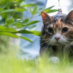 Jagdverhalten: Attacke! Deshalb wackeln Katzen vor dem Angriff mit dem Po