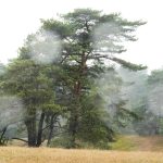 Herbst: Schmuddelig-trübes Novemberwetter in Sachsen