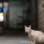 Tierschutz: Aktion zur Kastration von Straßenkatzen beendet