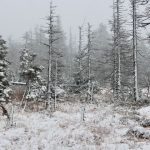 Wintereinbruch: Auch in den kommenden Tagen Schnee im Harz