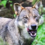 Nutztiere gerissen: Genehmigung für Wolfsabschuss im Kreis Leer vorerst gestoppt