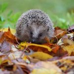 Tiere: Tierheime verhängen Aufnahmestopp für Igel