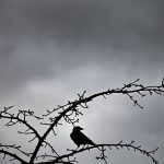 Wetterlage: Wolken und Wind in der neuen Woche in NRW