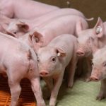 Landwirtschaft: Thüringens Bauern ziehen weniger Schweinenachwuchs auf