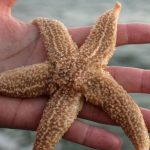 Naturphänomen: Sturm spült große Mengen Seesterne auf Sylter Strand