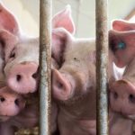 Maul- und Klauenseuche: Tierschutzbund warnt wegen Seuche vor Massentierhaltung