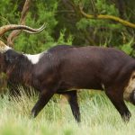 Moorantilope: Leipziger Zoo lässt vier Antilopen erschießen – und verfüttert sie nun