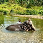 Thailand: Elefant tötet spanische Touristin beim Baden